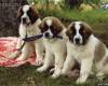 <b>Название: </b>animals-dogs-moscow-sentry-1.800, <b>Добавил:<b> Perfect<br>Размеры: 799x553, 105.1 Кб