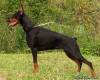 <b>Название: </b>1190779415doberman_pinscher, <b>Добавил:<b> Perfect<br>Размеры: 450x358, 81.8 Кб
