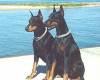 <b>Название: </b>doberman-pinscher-0030, <b>Добавил:<b> Perfect<br>Размеры: 345x360, 23.8 Кб