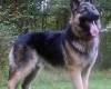 <b>Название: </b>German_shepherd_big3, <b>Добавил:<b> Perfect<br>Размеры: 832x972, 80.1 Кб