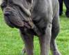 <b>Название: </b>1198061544neapolitan_mastiff3, <b>Добавил:<b> Perfect<br>Размеры: 428x599, 55.9 Кб