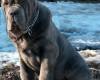 <b>Название: </b>Neapolitan-Mastiff-chok-dog-collar-big-collar_LRG, <b>Добавил:<b> Perfect<br>Размеры: 283x340, 71.9 Кб